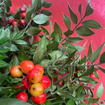 Kötüsün Çiçek Sepeti. Çok Kötü