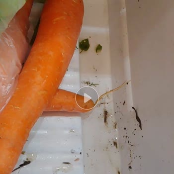 Bosch KGN86AID2N Refrigerator Leaks Water