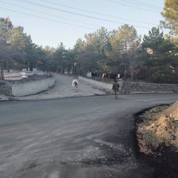 Ankara Ayaş Mezarlığında Çok Sayıda İnek Mezarlara Zarar Verdi!