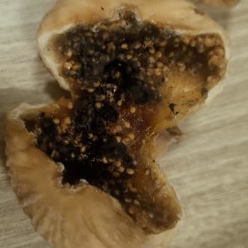 Amigo Küflenmiş Kurtlanmış Kuru İncir