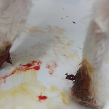 Angel Ay Pet Kuaför Dikkatsizliği