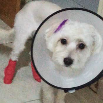 Angel Ay Pet Kuaför Dikkatsizliği