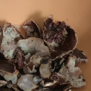 BİM'den Kurtlu Kestane