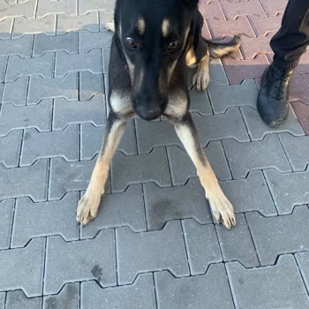 Mamak Belediyesi Kutludüğün Barınağı Müdürü Sesimizi Duy