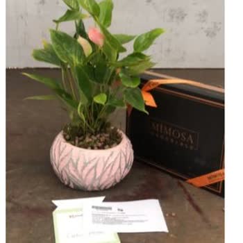 ÇiçekSepeti Resimdeki İle Alakası Olmayan Çiçek Gönderilmesi