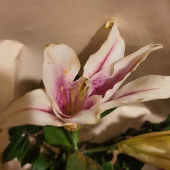 Çiçek Sepeti Pişmanlığı