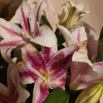 Çiçek Sepeti Pişmanlığı