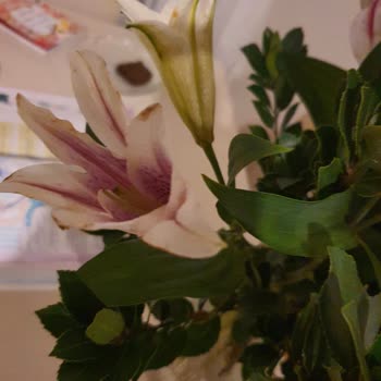 Çiçek Sepeti Pişmanlığı