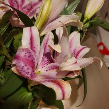 Çiçek Sepeti Pişmanlığı