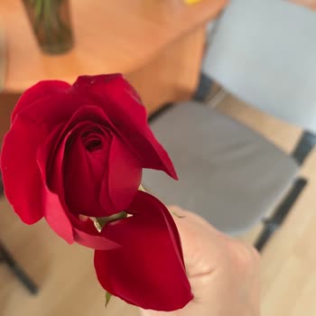 Çiçek Sepeti Çiçek Yerine Çalı Çırpı Gönderdi