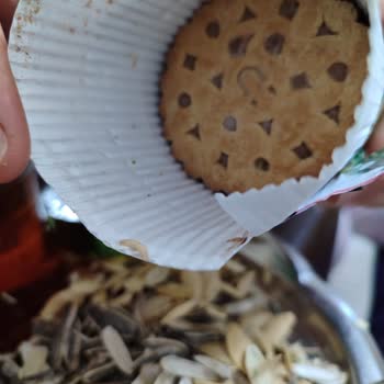 Ülker Kurtlu Probis Bisküvi