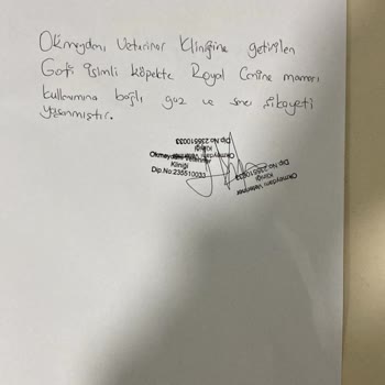 Akvet Veterinerlik Yeni Adıyla Kirpipet! Trendyol, Royal Canın