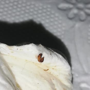 A101 Kurtlanmış Çerezya Marka Çekirdek