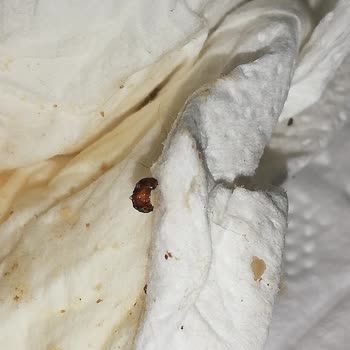 A101 Kurtlanmış Çerezya Marka Çekirdek