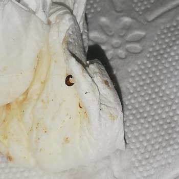 A101 Kurtlanmış Çerezya Marka Çekirdek