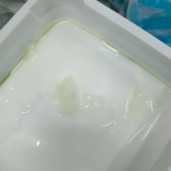 Peynes Peynir Süresi Geçmemiş Peynirde Kötü Koku