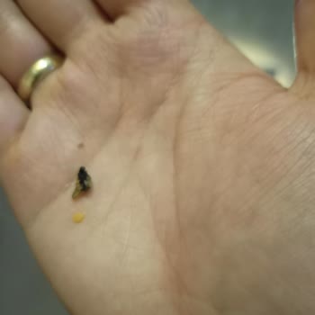 Doritos Cipsi'den Ölmüş Sinek Çıktı