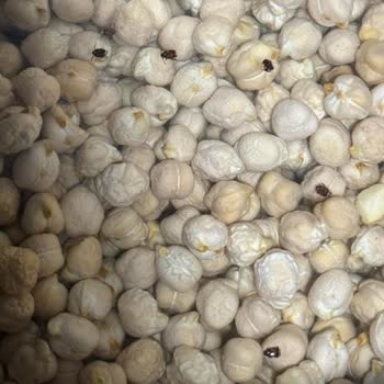 BİM Bozuk Bakliyat Satışı