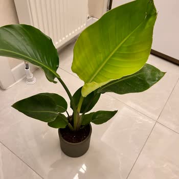 Heryerbitki.com Görselle Alakası Olmayan Ürün