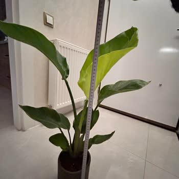 Heryerbitki.com Görselle Alakası Olmayan Ürün