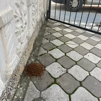 ABB - Ankara Büyükşehir Belediyesi E Pati Mama Desteği Umursamazlığı