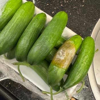 Migros İnsan Sağlığı İle Oynuyor!