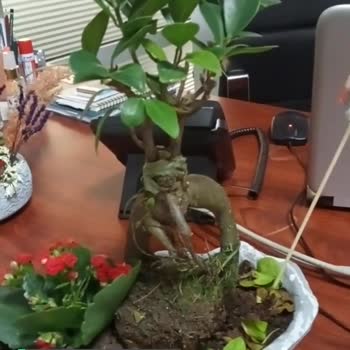 Çiçek Sepeti Çok Üzgünüm, Yardımcı Olamadılar