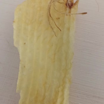 Ruffles Patates Cipsi Paketinde Beklenmedik Madde Bulunması