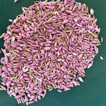 İntfa Tarım Para İadesi İçin Değişik Mazeretler Üretmeye Başladı