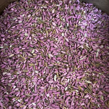 İntfa Tarım Para İadesi İçin Değişik Mazeretler Üretmeye Başladı