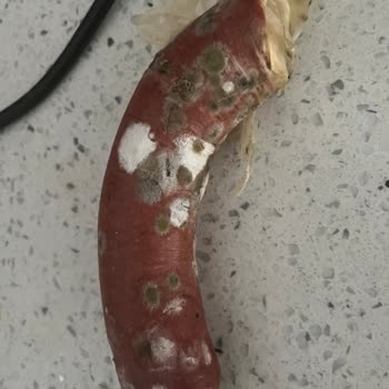 Arçelik Marka Buzdolabım Yiyecekleri Küflendiriyor Bozuyor