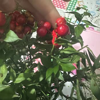 Çiçek Sepeti Sahte Kokina