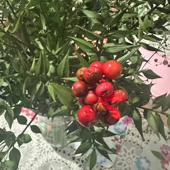 Çiçek Sepeti Sahte Kokina