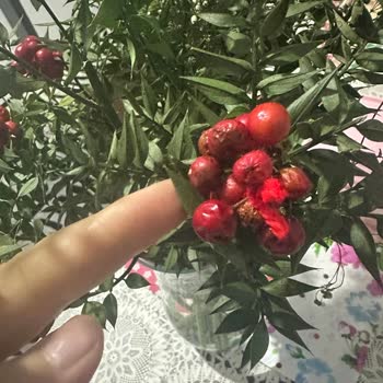 Çiçek Sepeti Sahte Kokina