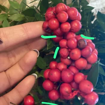 Osevio.com Kokina Çiçeği Çürük Ulaştı