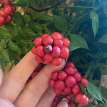 Osevio.com Kokina Çiçeği Çürük Ulaştı