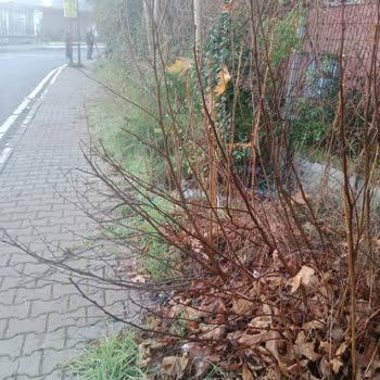 Gaziosmanpaşa Belediyesi GOP Belediye Hizmetsizliği