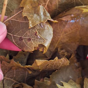 Mek Gıda (Tokat) Mek Gıda Tokat