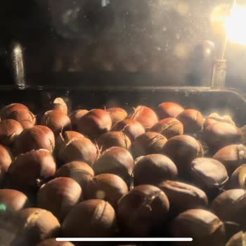 Mopaş Çin Kestanesi Satıyor!