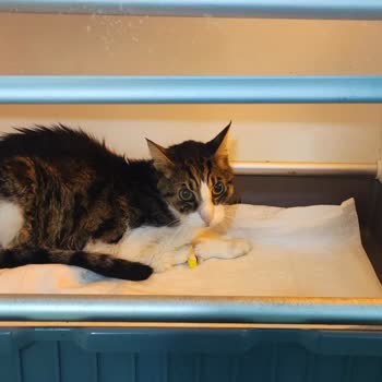 Medzoa Veteriner Kliniği Kediyi Ölüme Terketmesi!