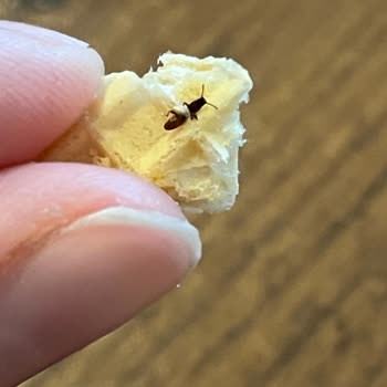 Ülker Gofrette Şoke Eden Böcek Buluşu