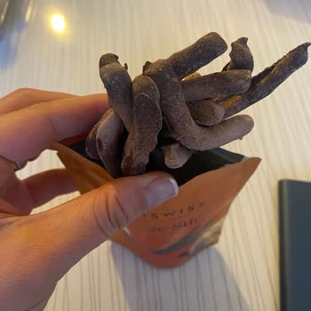 Kalitesini Düşüren ; Iskarta Ütün Satmaya Başlayan Patiswiss