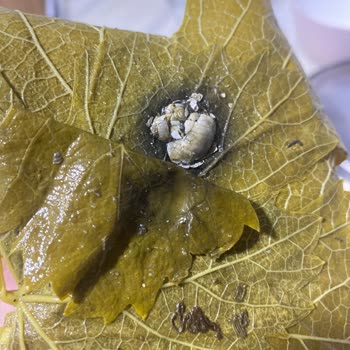 Hakmar Gıda Kazova Markalı Ürünün İçerisinde Böcek Çıkmıştır