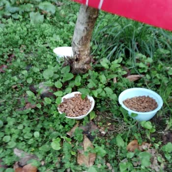 Şadanlar Pet Bari Üretmeyin Bu Manayı!