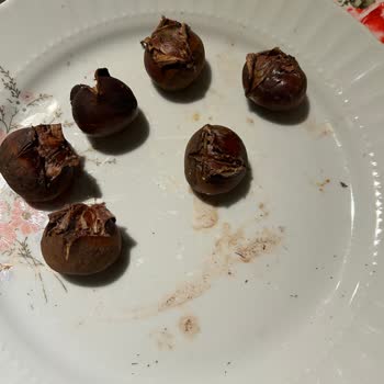 Cevizli Mopaş Çin Kestanesi Satıyor.