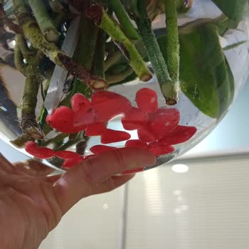 Çiçek Sepeti Hayal Kırıklığı Yaratan Çiçek Gönderimi