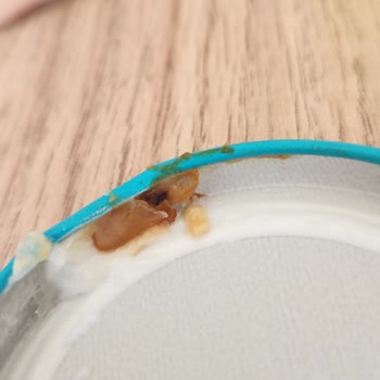 Procsin Bozuk Ürün Boom Butter