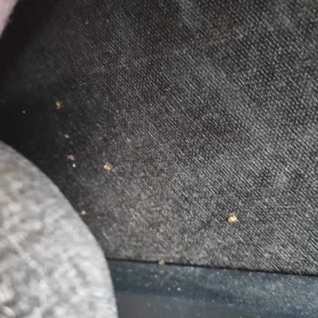 Trabzon Araklı 2.El Ev Ofis Eşya ve Antikacı'dan Aldığım Bazadan Tahtakurusu Çıktı