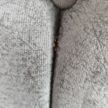 Trabzon Araklı 2.El Ev Ofis Eşya ve Antikacı'dan Aldığım Bazadan Tahtakurusu Çıktı