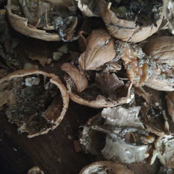 Tatbak Cevizlerde Nem ve Kurt Problemi!